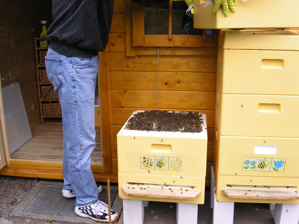 die ersten beiden Völker Sommer 2005